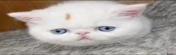 Exotic cats for sale: Extremely rare exotic female kitten - Advert 6