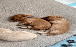 Cockapoo dogs for sale: Cockapoo puppies for sale  - Image 3