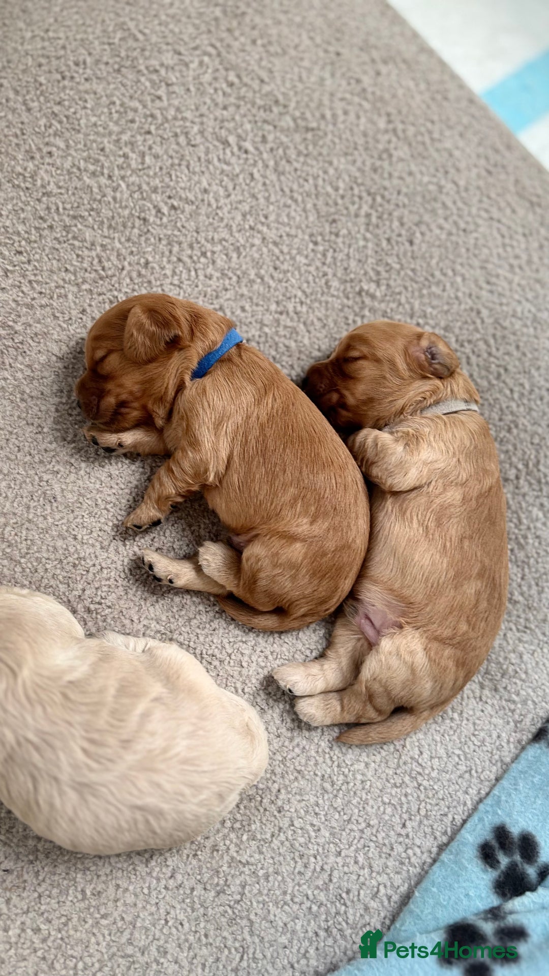 Cockapoo dogs for sale: Cockapoo puppies for sale  - Image 3