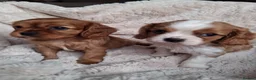 Cavalier King Charles Spaniel dogs for sale: Adorable King Charles Cavalier Pups - Advert 2