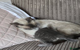 Mixed Breed cats for sale: British short haired mixed breed  - Image 2