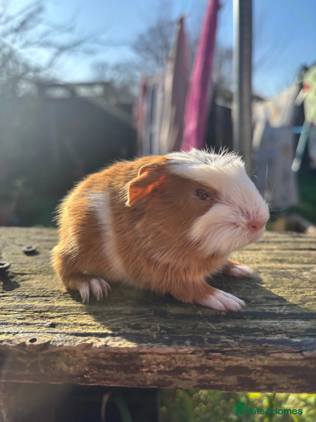 Guinea Pig rodents for sale: Baby boar in Birkenhead - Advert 2