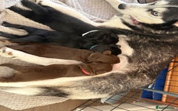 Mixed Breed dogs for sale: Siberian Cocker Puppies  - Image 10