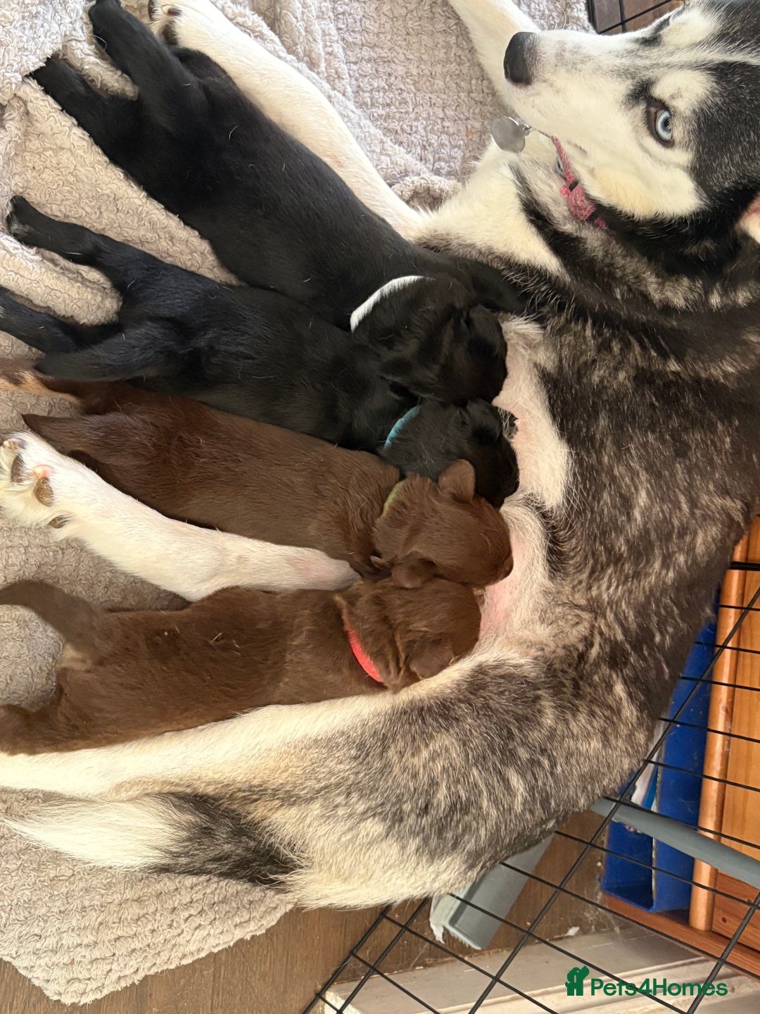 Mixed Breed dogs for sale: Siberian Cocker Puppies  - Image 10