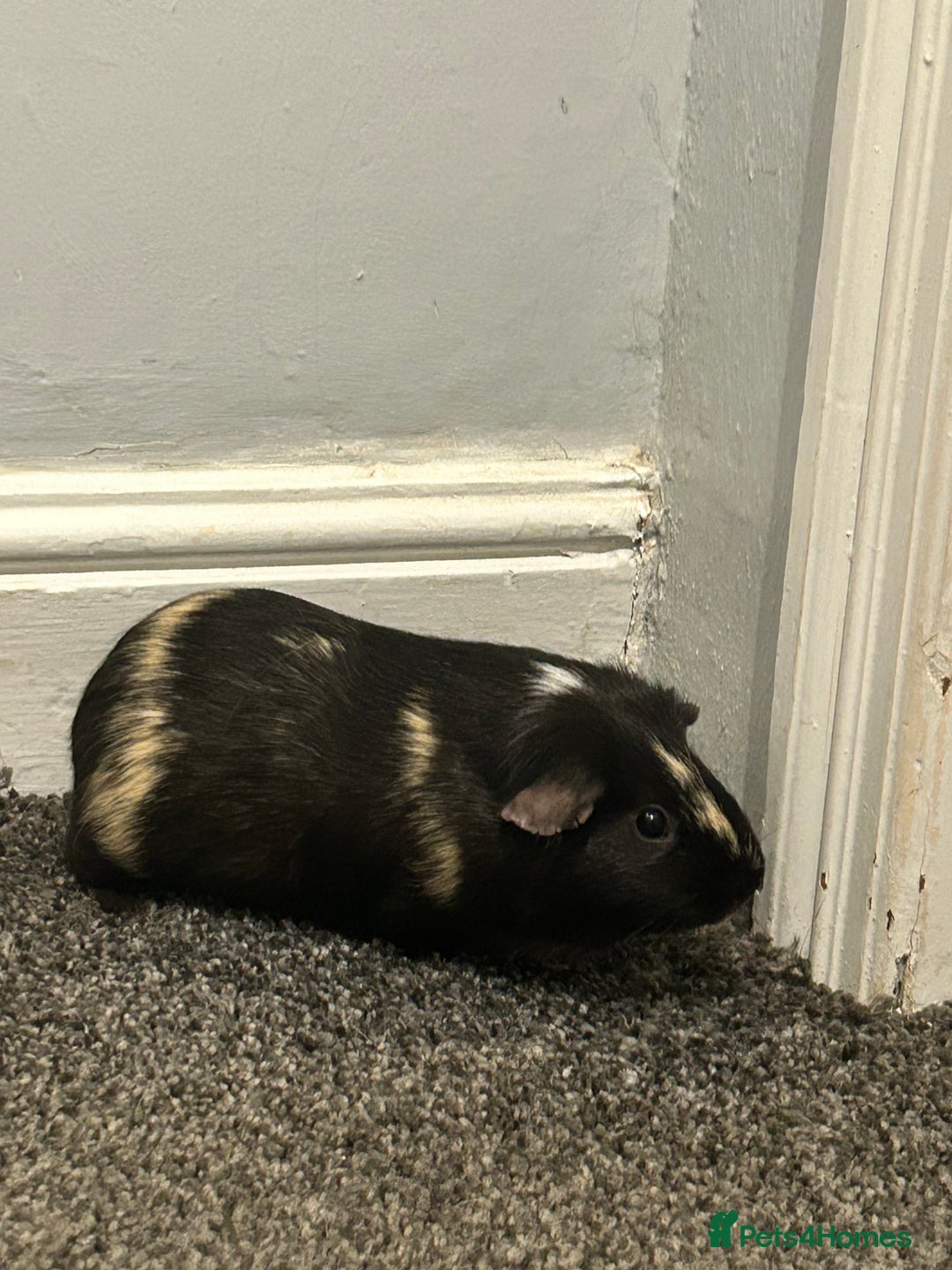 Guinea Pig rodents for sale: 2 guinea pigs and full set up  - Advert 4