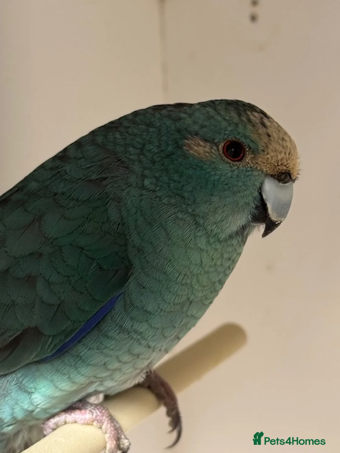 Parakeets birds for sale: KAKARIKIS, MALES AND FEMALES AVAILABLE, PIED ETC - Advert 8