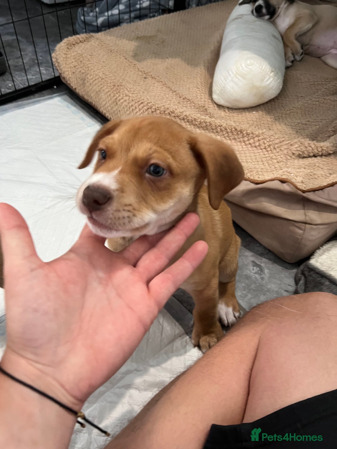 Mixed Breed dogs for sale: Staffy x Australian Kelpie  - Image 26