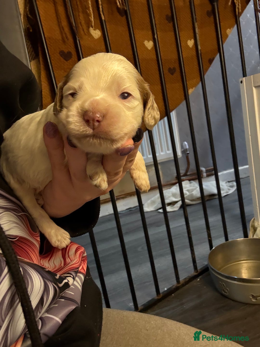 Cockapoo dogs for sale: 4 males and 1 female  - Advert 19