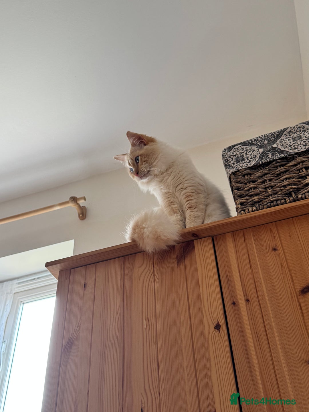 Ragdoll cats for stud: Flame Point Ragdoll Stud – Gentle & Gorgeous - Image 3