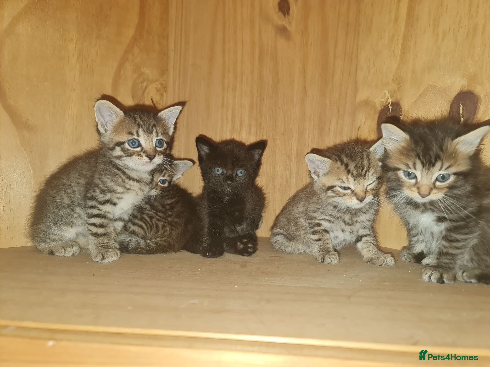 Mixed Breed cats 5 kittens for sale  - Advert 2