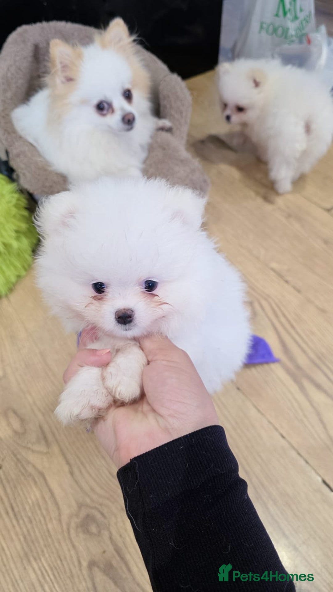 Pomeranian dogs for sale: Pomeranians of the original breed  - Image 4