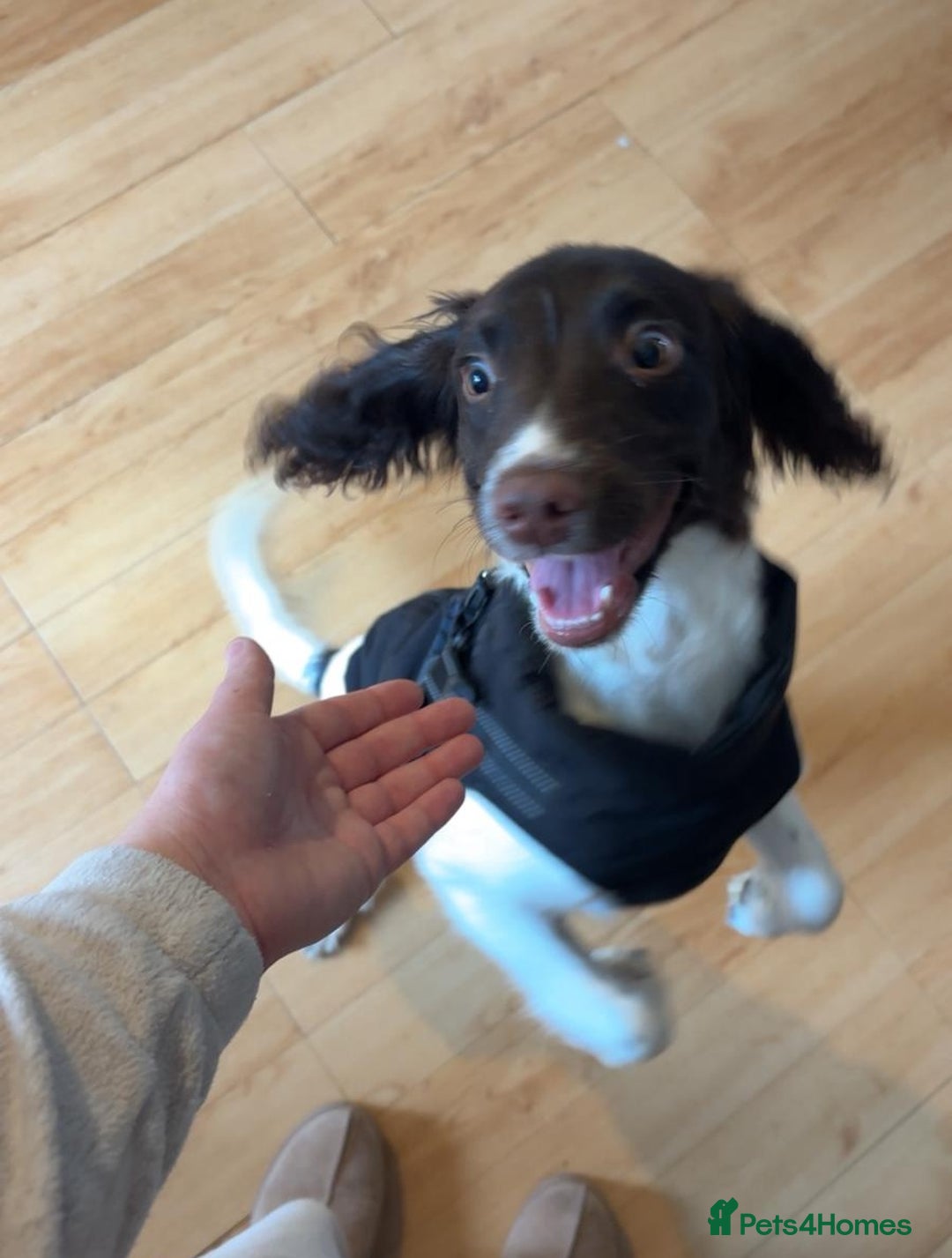 English Springer Spaniel dogs for adoption: 💙🐶 ARLO 🐶💙 - Image 12