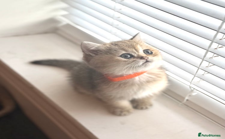 Scottish Fold cats - Advert 2