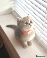 Scottish Fold cats - Advert 15