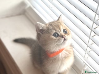 Scottish Fold cats - Advert 6