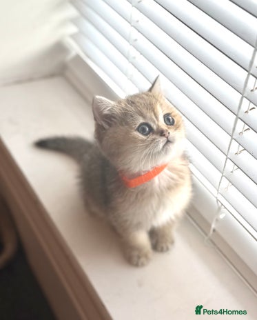 Scottish Fold cats - Advert 2