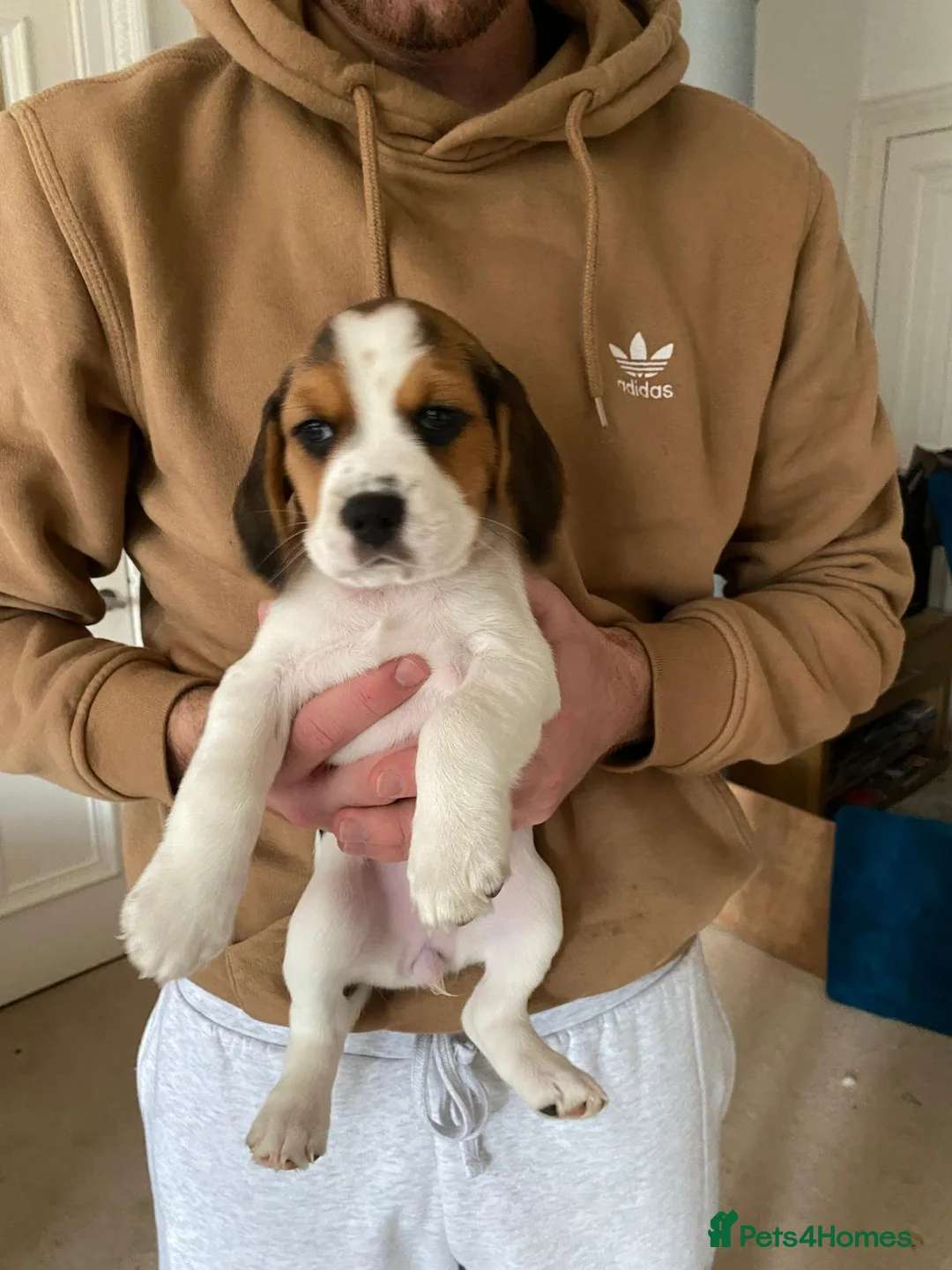 Beagle dogs for sale: Beautiful home reared chunky beagle pups - Advert 15