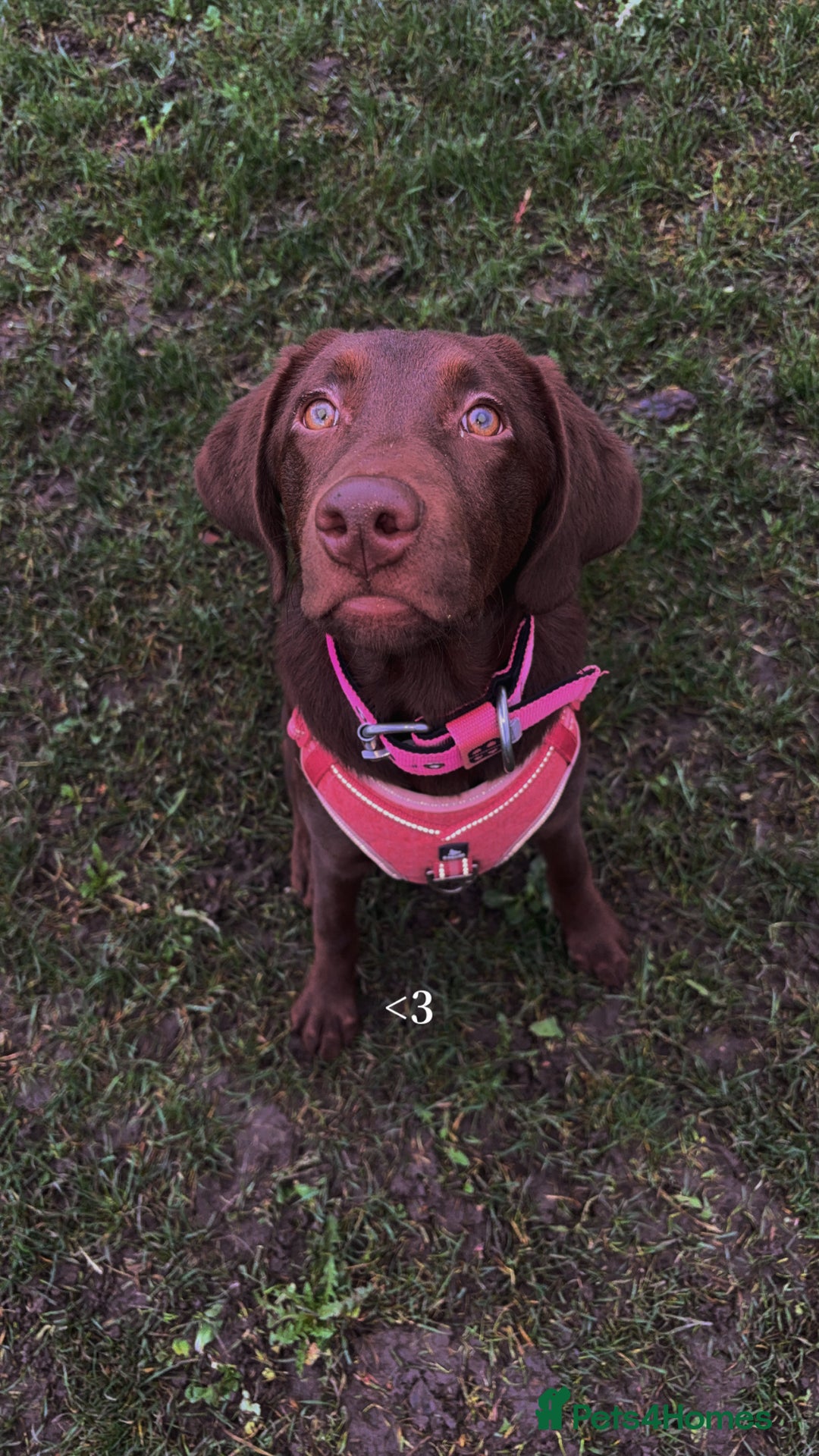 Labrador Retriever dogs for sale: Chocolate Labrador puppy - Advert 7