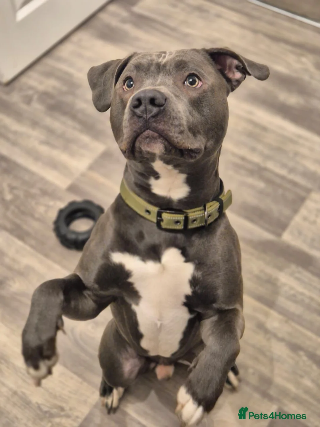 Staffordshire Bull Terrier dogs for stud: Beautiful staffy for stud - Advert 3