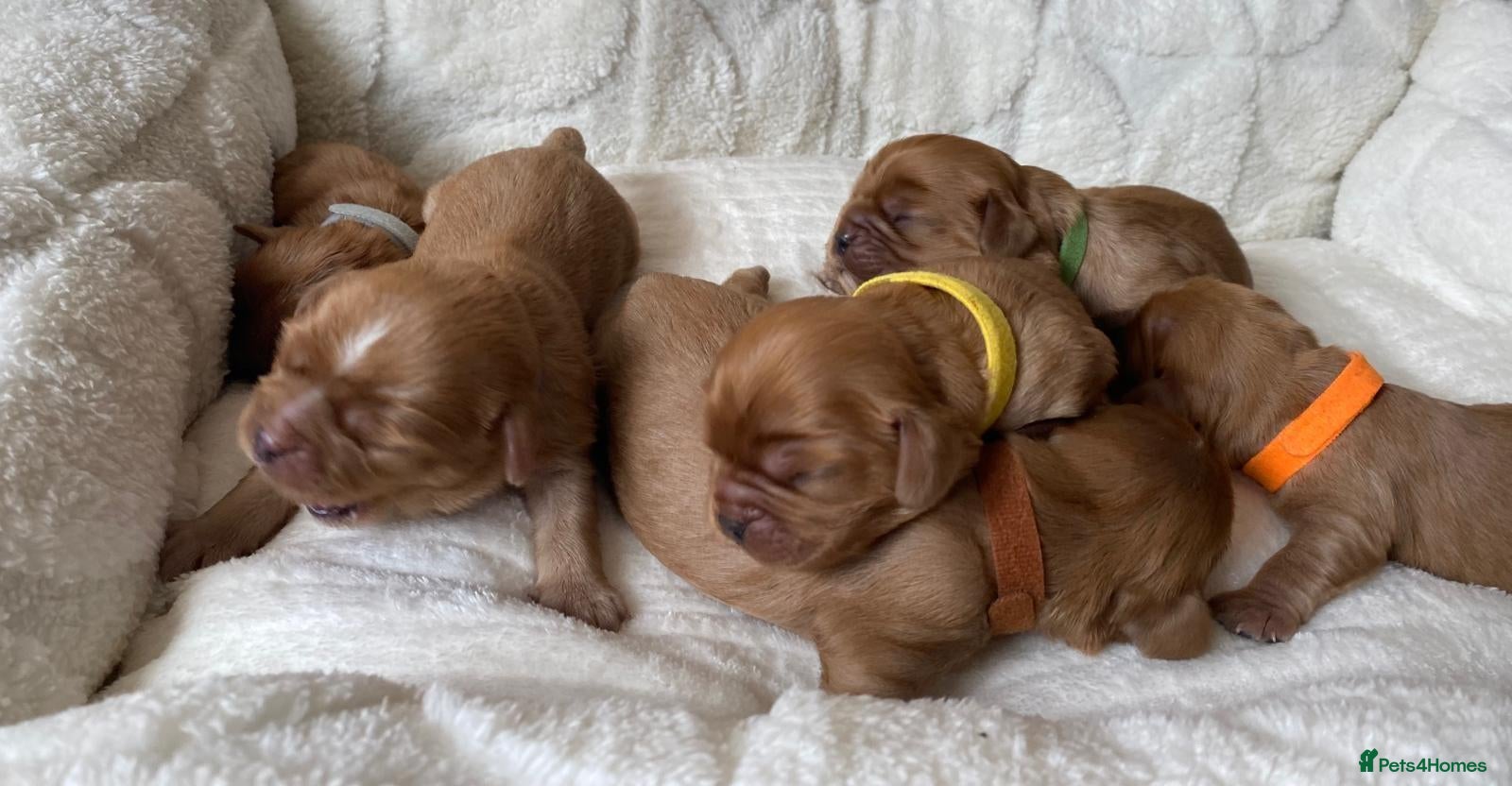Cavalier King Charles Spaniel dogs Beautiful KC and DNA tested cavalier boys - Advert 2