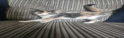 Mixed Breed cats for sale: Loving kittens ready to go - Advert 6