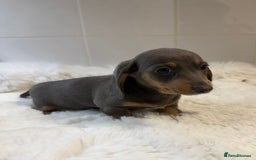 Miniature Dachshund dogs for sale: 2 stunning miniature dachshund puppy’s  - Image 30
