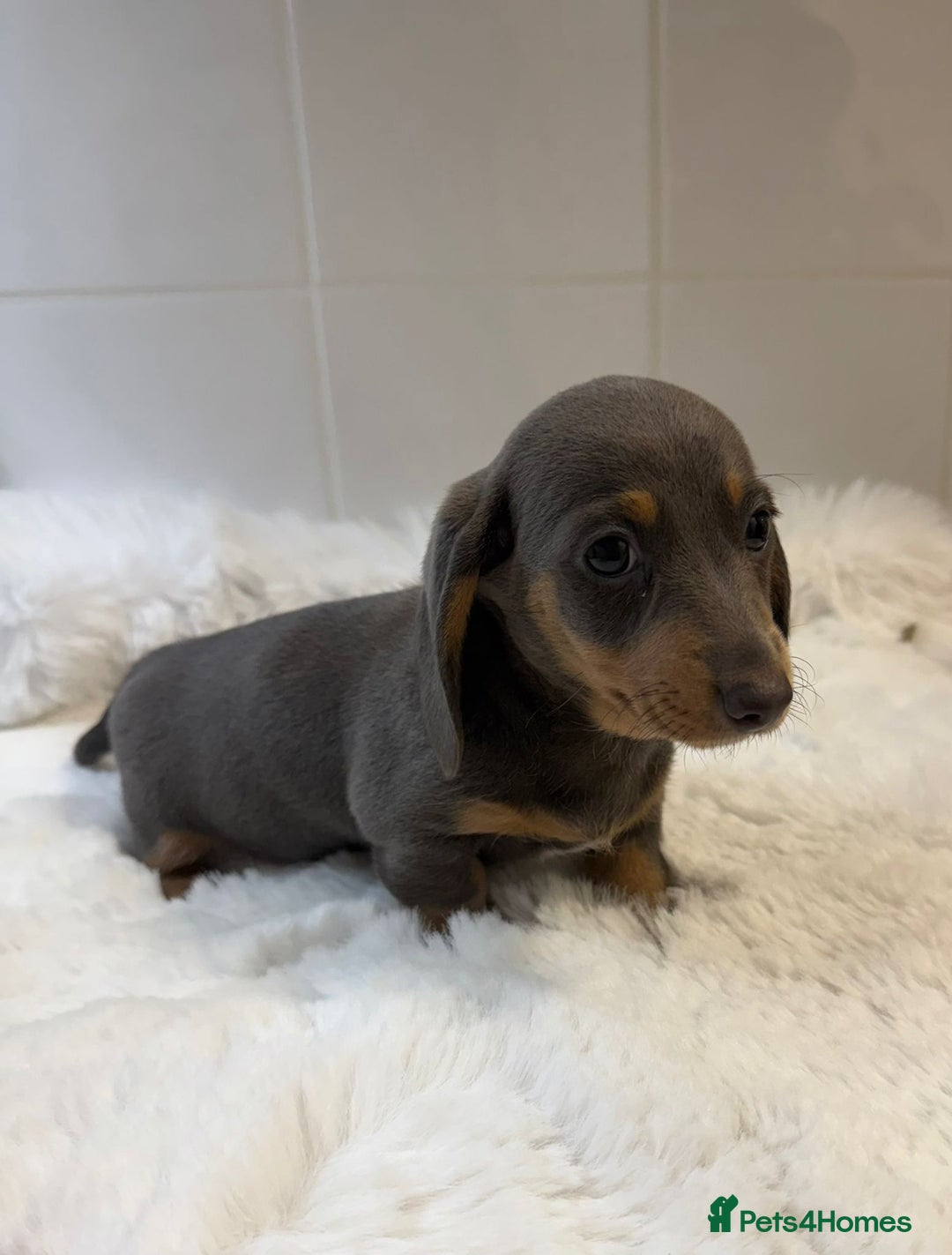 Miniature Dachshund dogs for sale: 2 stunning miniature dachshund puppy’s  - Image 30