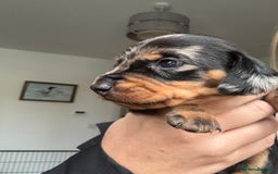 Miniature Dachshund dogs for sale: Miniature Dachshund puppies - Image 18