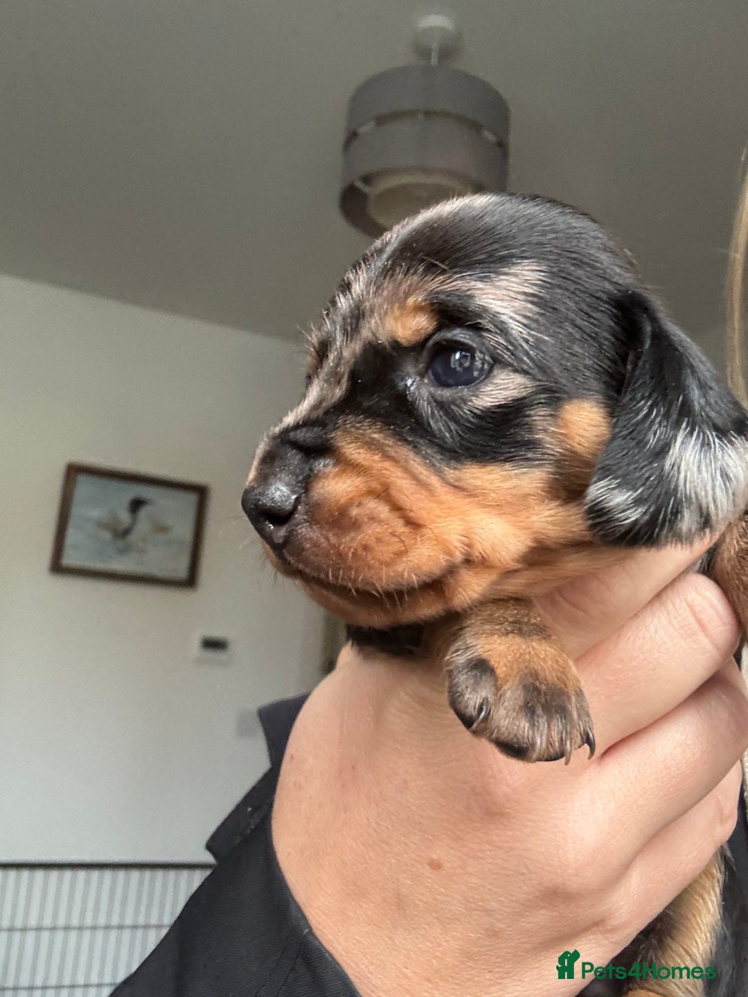 Miniature Dachshund dogs for sale: Miniature Dachshund puppies - Image 18