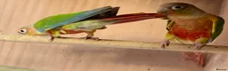 Conures birds for sale: Proven breeding pair of pine apple conures  - Advert 3