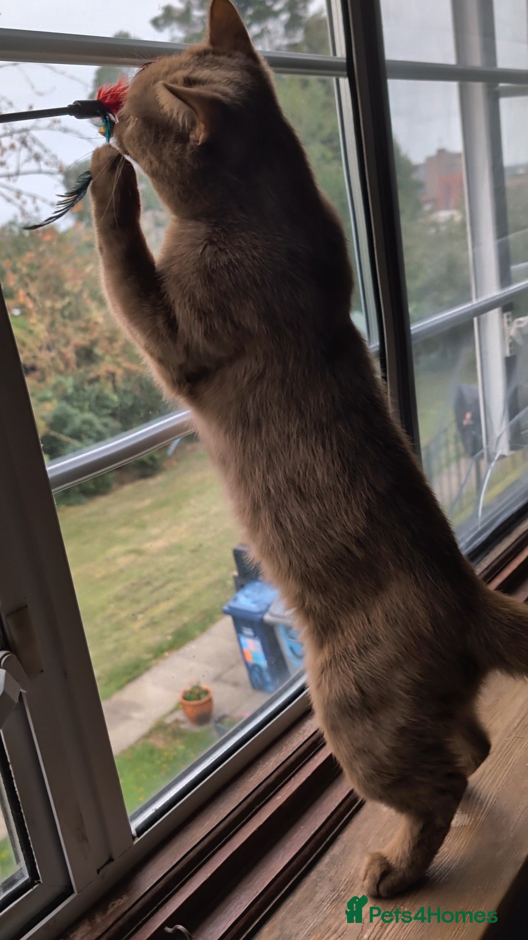 British Shorthair cats for stud: 💦CINNAMON BSH❣️GCCF & TICA active💙STUD 🩸Blood B - Image 9