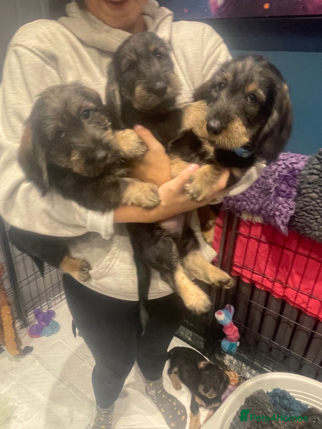 Dachshund dogs for sale: 🌟reduced in price Standard wirehaired dachshund  - Advert 1