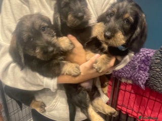 Dachshund dogs - Advert 4