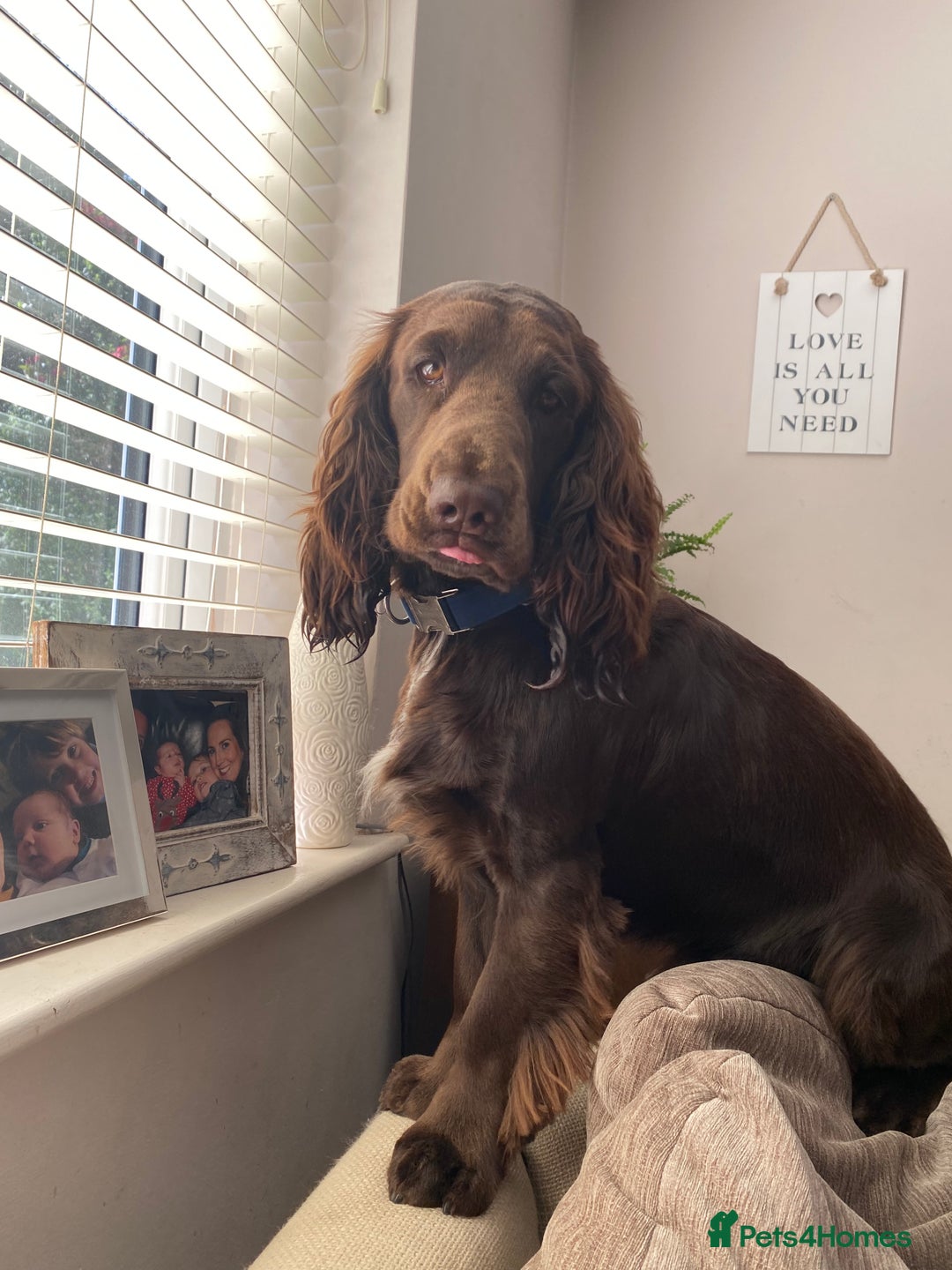 Cocker Spaniel dogs for stud: Cocker Spaniel for Stud - Advert 5