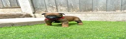Belgian Shepherd Dog dogs for sale: KC Belgian Malinois Puppys for sale - Advert 36