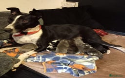 Lurcher dogs for sale: Lurcher (collie bull greyhound) pups - Image 8