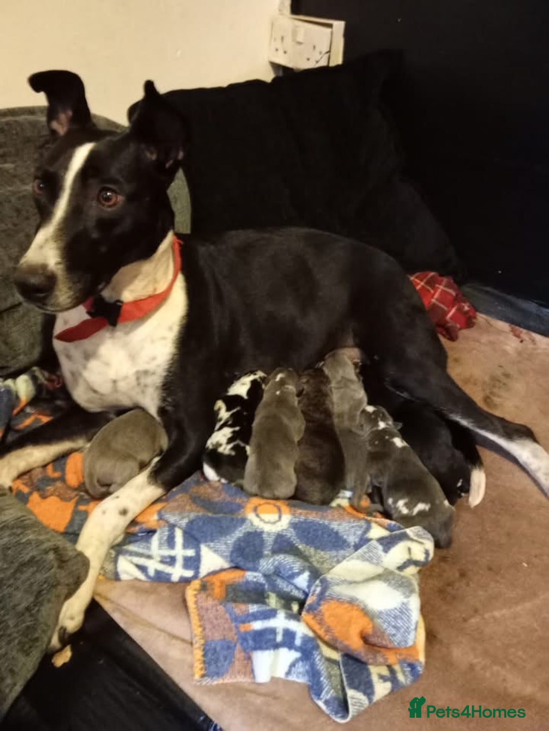 Lurcher dogs for sale: Lurcher (collie bull greyhound) pups - Image 8