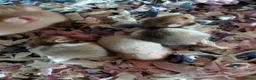 Hamster rodents for sale: Syrain hamster pups in Derby - Advert 2