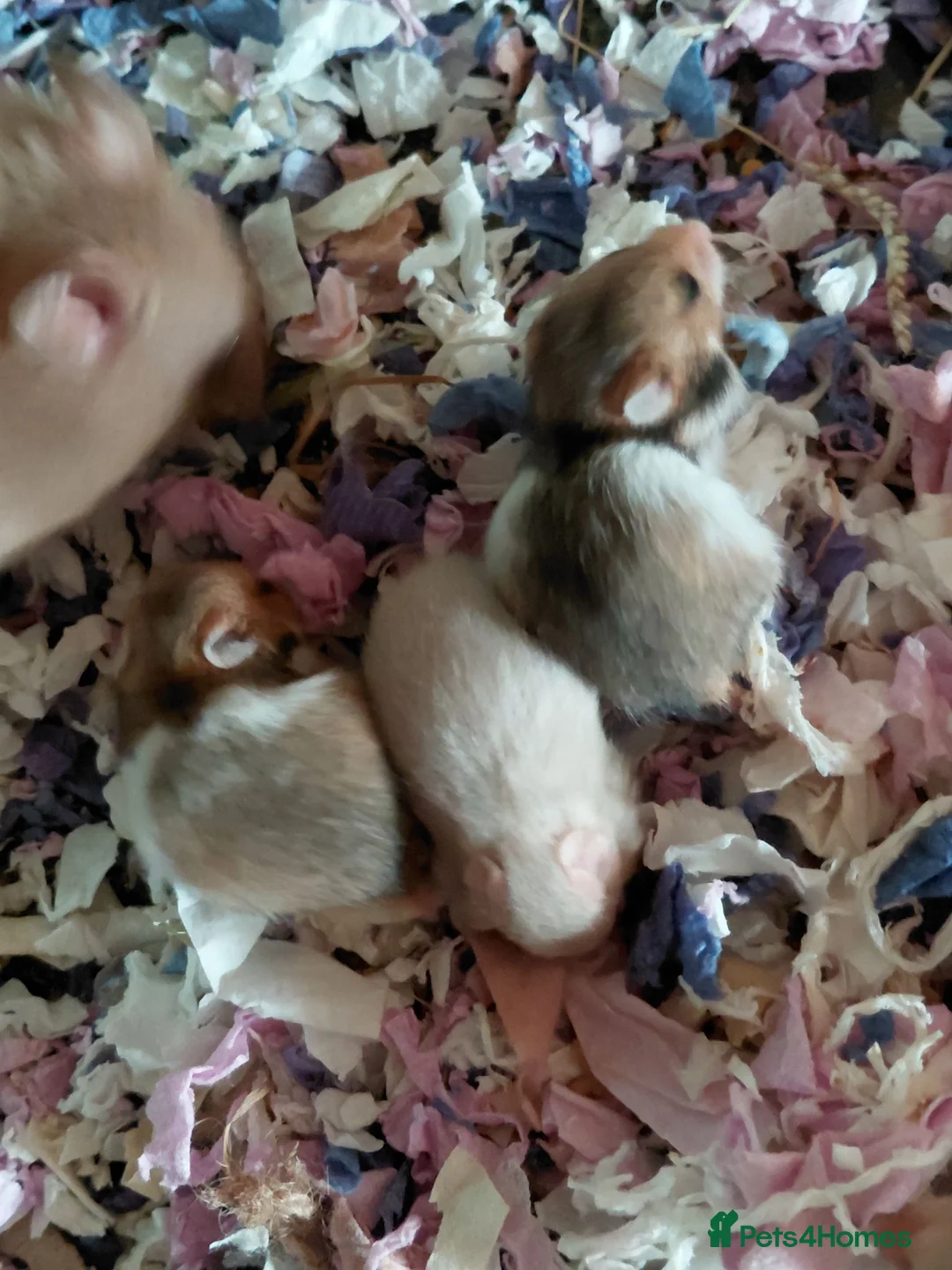 Hamster rodents for sale: Syrain hamster pups in Derby - Advert 2