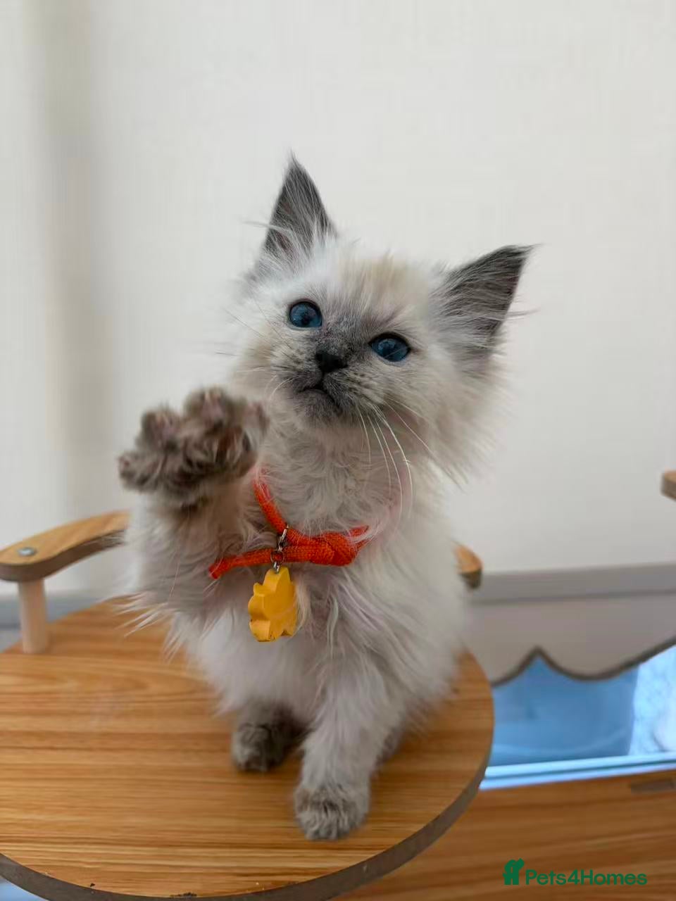 Ragdoll cats 6 purebred Ragdoll cats - Advert 2