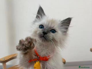 Ragdoll cats 6 purebred Ragdoll cats - Advert 10