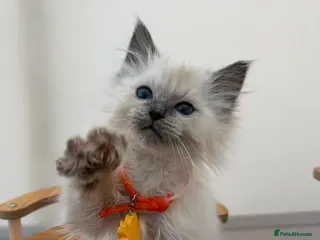 Ragdoll cats 6 purebred Ragdoll cats - Advert 13