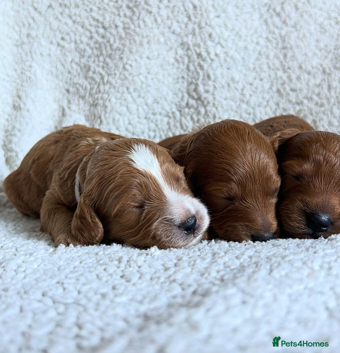 Cockapoo dogs Toy Cockapoo Puppies - Advert 8