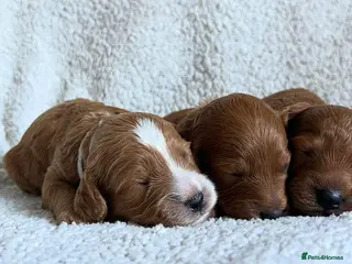 Cockapoo dogs Toy Cockapoo Puppies - Advert 8