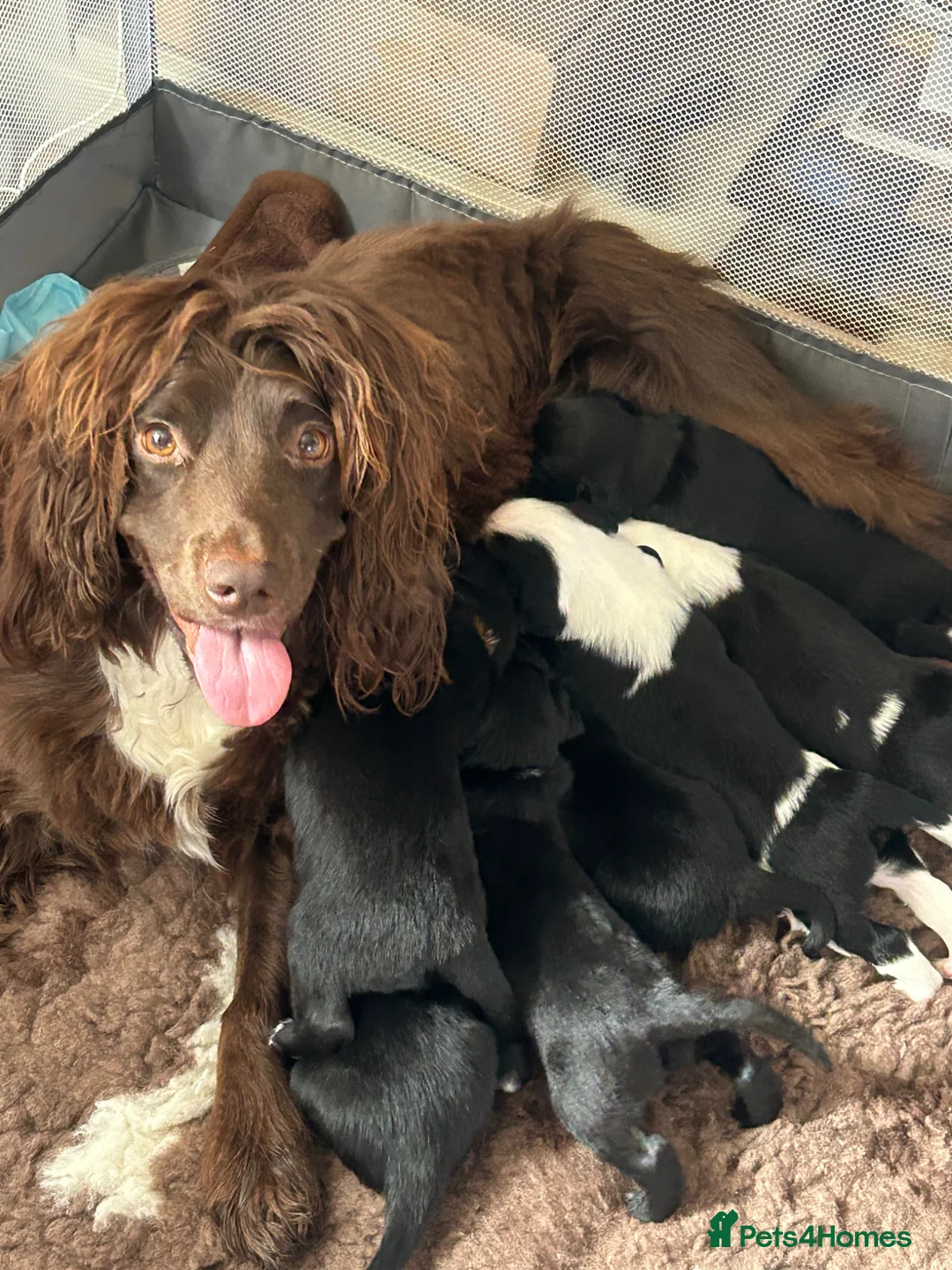 Mixed Breed dogs for sale: Sprollie Pups  in Warminster - Advert 1