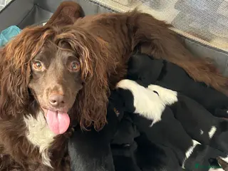 Mixed Breed dogs Sprollie Pups - Advert 3