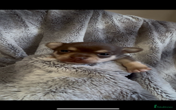 Chihuahua dogs for sale: Chocolate & tan female - Image 8