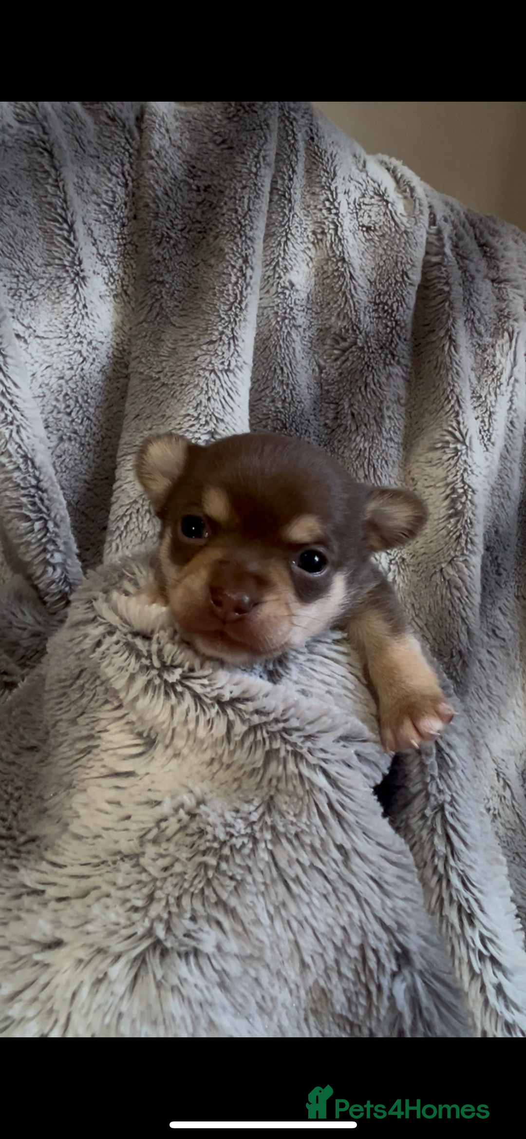 Chihuahua dogs for sale: Chocolate & tan female - Image 8