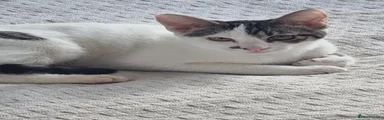 White cat