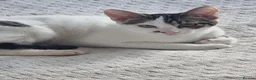 Oriental cats for sale: Oriental Shorthair Male and Female - Advert 5